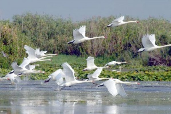 Restricţii: Navigaţie în Delta Dunării pe bază de GPS